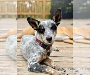 Mutt Dogs for adoption in Paso Robles, CA, USA