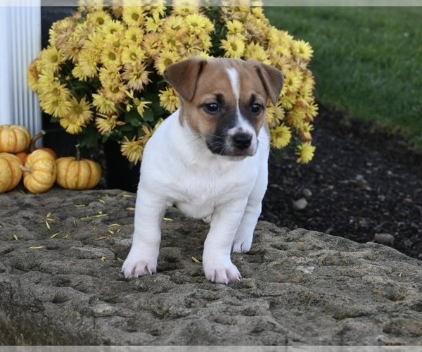 Medium Photo #2 Jack Russell Terrier Puppy For Sale in MILLERSBURG, OH, USA