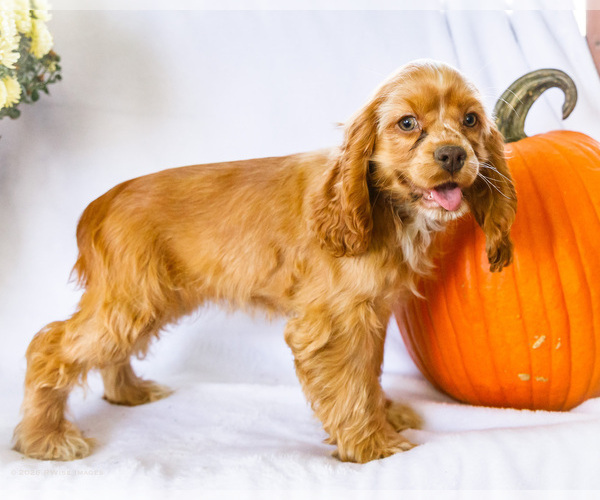 Medium Photo #10 Cocker Spaniel Puppy For Sale in WAKARUSA, IN, USA
