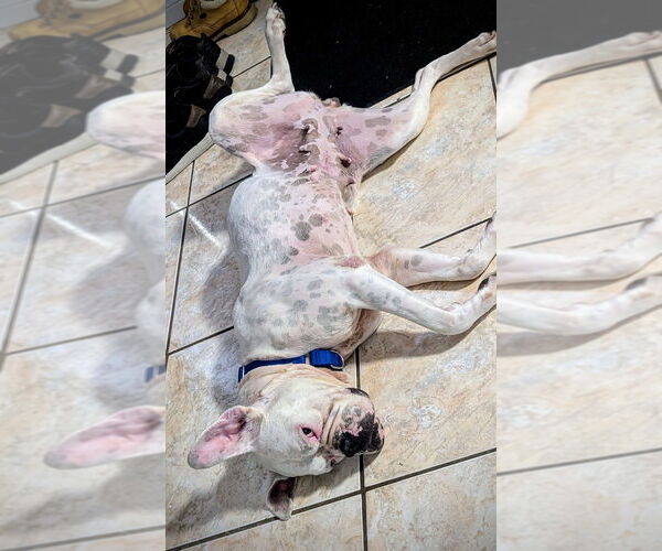 Medium Photo #2 Boxer Puppy For Sale in Austin, TX, USA