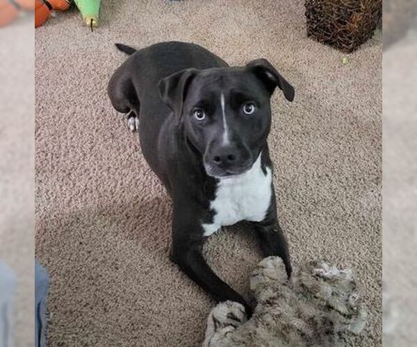 Medium Photo #4 Siberian Husky-Unknown Mix Puppy For Sale in Brooklyn Center, MN, USA