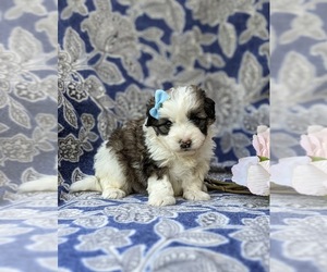 Pom-A-Poo Puppy for sale in OXFORD, PA, USA