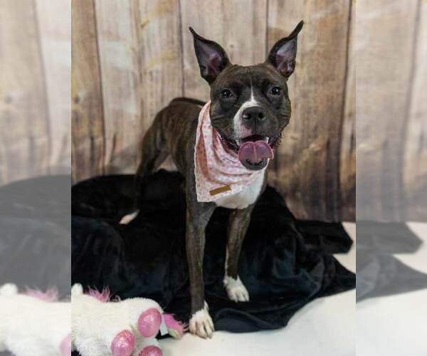 Medium Photo #5 Bull-Boxer Puppy For Sale in Kennesaw, GA, USA