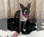 Small #4 Bull-Boxer