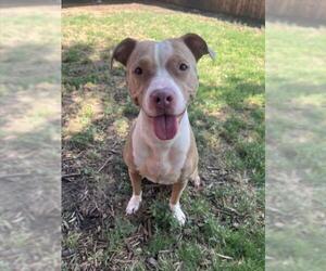 American Pit Bull Terrier-Unknown Mix Dogs for adoption in Plano, TX, USA