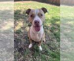 Small American Pit Bull Terrier Mix