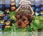Small Photo #10 Yorkshire Terrier Puppy For Sale in AKRON, OH, USA
