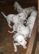Small Photo #1 Dalmatian Puppy For Sale in BEECH GROVE, IN, USA
