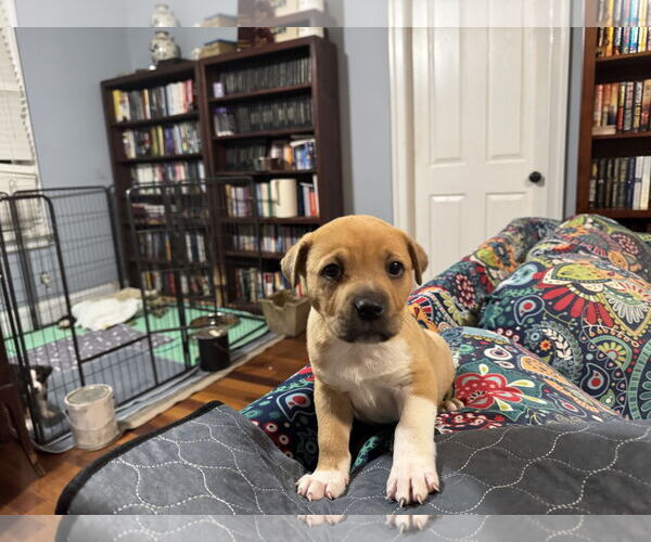 Medium Photo #18 American Staffordshire Terrier Puppy For Sale in Holly Springs, NC, USA