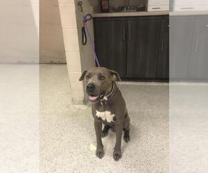 American Pit Bull Terrier Dogs for adoption in Conroe, TX, USA