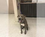 Small American Pit Bull Terrier