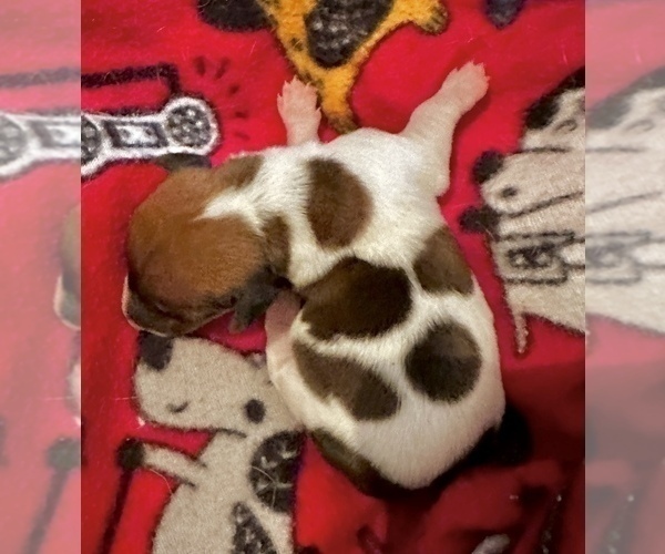 Medium Photo #4 Dachshund Puppy For Sale in CASSVILLE, MO, USA