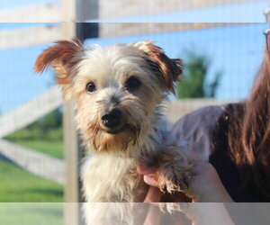 Mutt Dogs for adoption in Chestertown, MD, USA