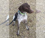Small Photo #1 German Shorthaired Pointer Puppy For Sale in SUNBURY, PA, USA