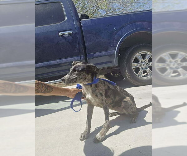 Medium Photo #1 Mutt Puppy For Sale in New York, NY, USA