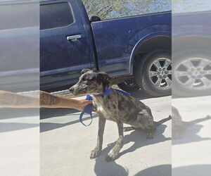 Mutt Dogs for adoption in New York, NY, USA