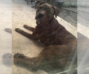 American Staffordshire Terrier-Unknown Mix Dogs for adoption in San Antonio, TX, USA