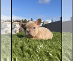 Small Photo #13 French Bulldog Puppy For Sale in MENLO PARK, CA, USA