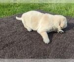 Small Photo #20 Golden Retriever Puppy For Sale in WOOSTER, OH, USA