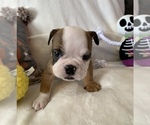 Small Photo #7 English Bulldog Puppy For Sale in JOHNS ISLAND, SC, USA