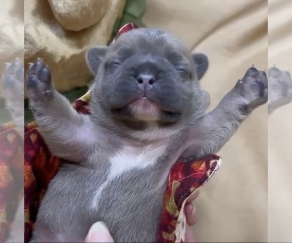 Medium Photo #2 French Bulldog Puppy For Sale in WEXFORD, PA, USA