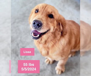 Golden Retriever Dogs for adoption in West Hollywood, CA, USA