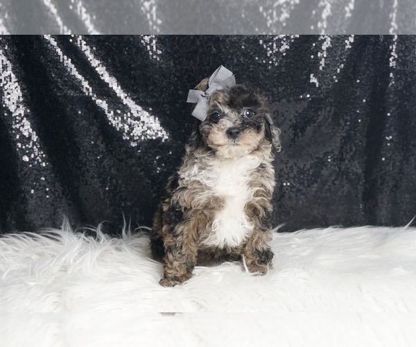 Medium Photo #3 Poodle (Miniature) Puppy For Sale in WARSAW, IN, USA