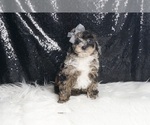 Small #2 Poodle (Miniature)