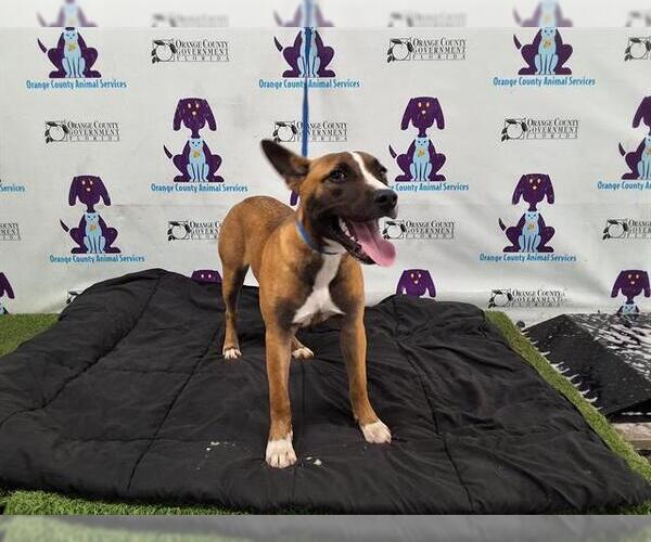 Medium Photo #1 American Pit Bull Terrier-German Shepherd Dog Mix Puppy For Sale in Orlando, FL, USA