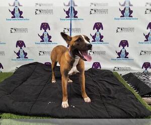 American Pit Bull Terrier-German Shepherd Dog Mix Dogs for adoption in Orlando, FL, USA