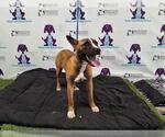 Small American Pit Bull Terrier-German Shepherd Dog Mix