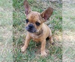 Small #21 French Bulldog