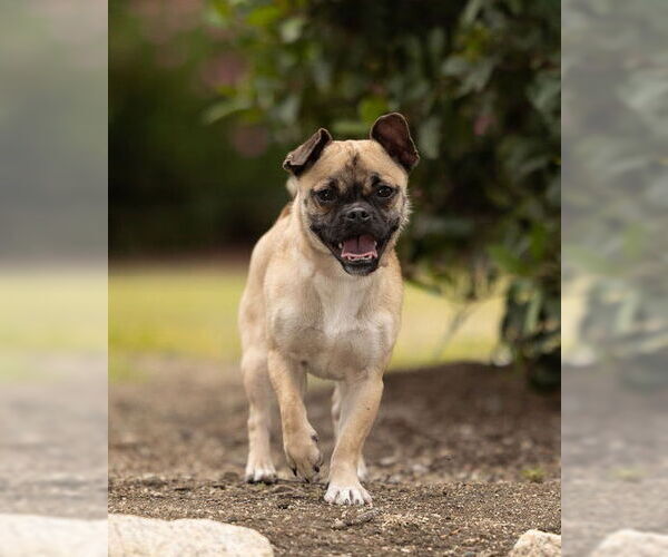 Medium Photo #3 Chug Puppy For Sale in Temecula, CA, USA