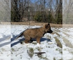 Small Photo #5 German Shepherd Dog Puppy For Sale in DEPEW, OK, USA