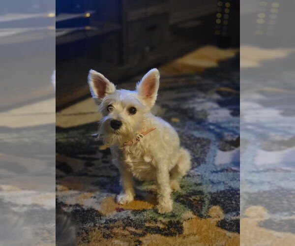 Medium Photo #1 Schnauzer (Miniature) Puppy For Sale in SPARTA, WI, USA