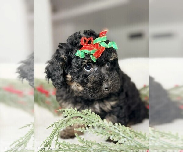 Medium Photo #3 Poodle (Toy) Puppy For Sale in CORINNE, UT, USA
