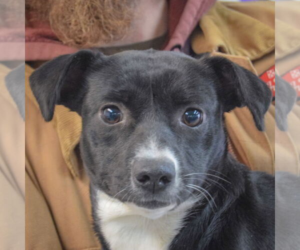 Medium Photo #5 Italian Greyhuahua Puppy For Sale in Huntley, IL, USA