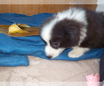Small Photo #76 Australian Shepherd-Pembroke Welsh Corgi Mix Puppy For Sale in GALLEGOS, NM, USA
