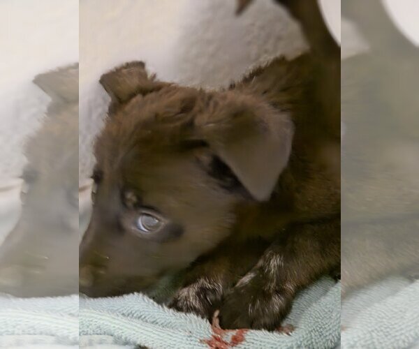 Medium Photo #5 German Shepherd Dog-Holland Shepherd Mix Puppy For Sale in Orange Grove, TX, USA