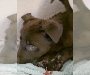 Gemma - Female German Shepherd Dog-Holland Shepherd Mix Dog for Adoption - Photo #5