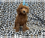 Small #3 Goldendoodle (Miniature)