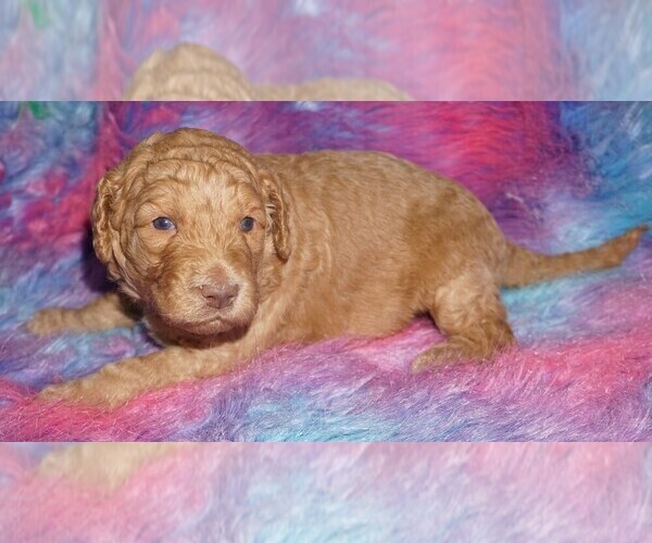 Medium Photo #2 Labradoodle mix (+ Poodle Standard) Puppy For Sale in LA HABRA, CA, USA