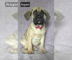 Cane Corso Puppy for sale in MINERAL WELLS, WV, USA