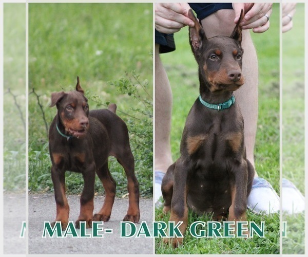 Medium Photo #1 Doberman Pinscher Puppy For Sale in LAFAYETTE, TN, USA