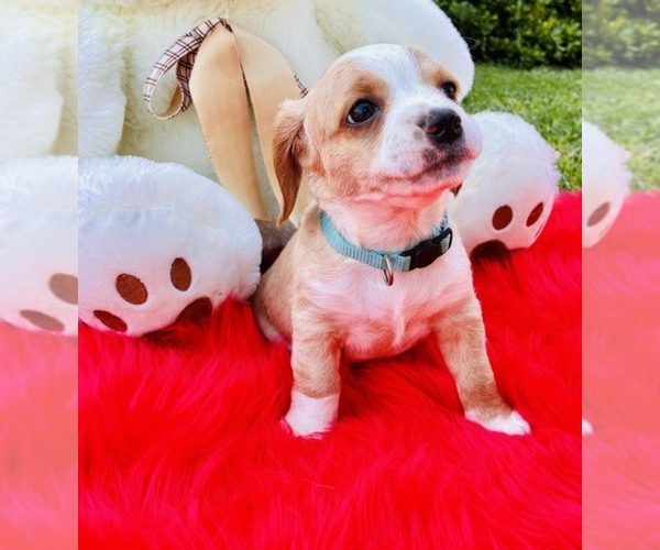 Medium Photo #4 Cocker Spaniel Puppy For Sale in IRVINE, CA, USA