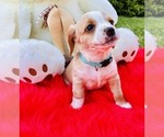 Small #3 Cocker Spaniel