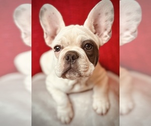 French Bulldog Puppy for sale in NORTH LAS VEGAS, NV, USA