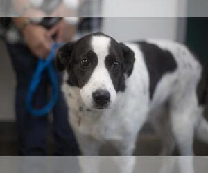 Border Collie-Great Pyrenees Mix Dogs for adoption in Mountain Home, AR, USA