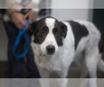 Small Border Collie-Great Pyrenees Mix