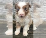 Small Photo #25 Australian Shepherd Puppy For Sale in ARBA, IN, USA